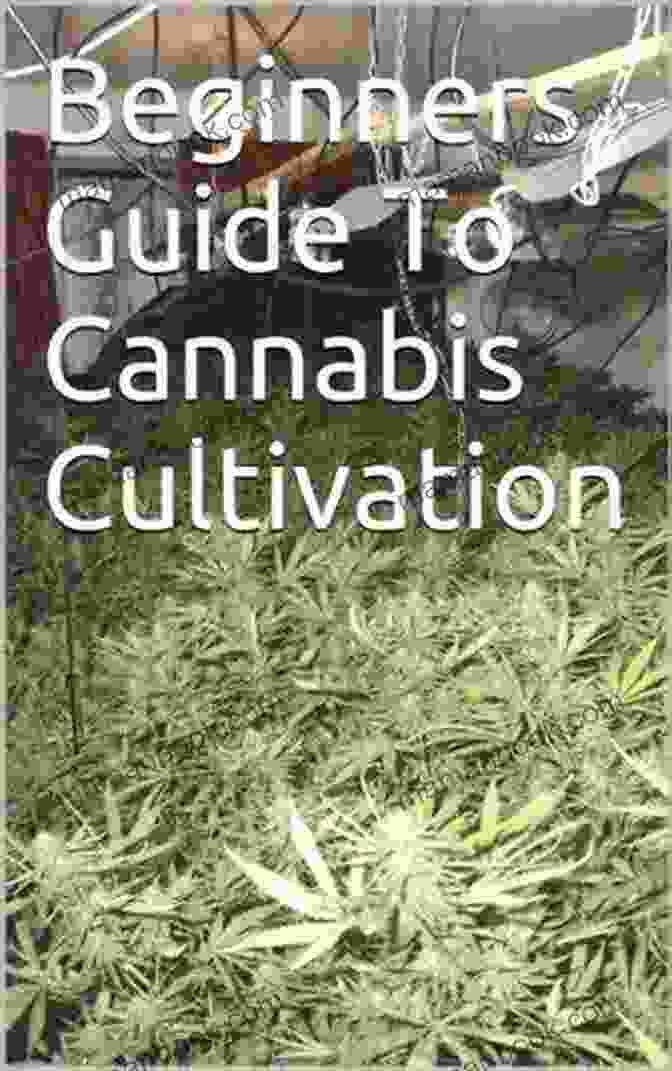 Cannabis Environmental Stress Beginners Guide To Cultivating Cannabis: Tips Tricks From An Experienced Cannabis Grower