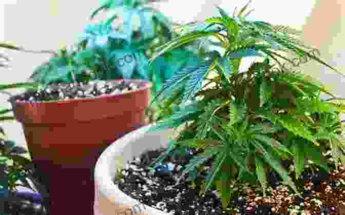 Cannabis Grow Space Beginners Guide To Cultivating Cannabis: Tips Tricks From An Experienced Cannabis Grower