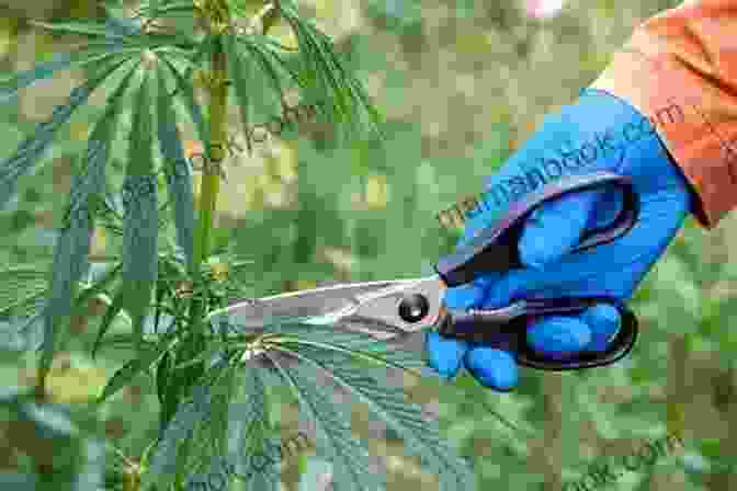 Cannabis Pruning Beginners Guide To Cultivating Cannabis: Tips Tricks From An Experienced Cannabis Grower