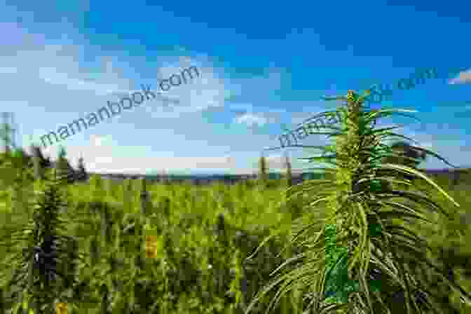 Green Cannabis Plant Growing In A Field Green: A Field Guide To Marijuana