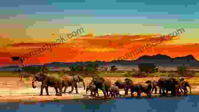 Herd Of Elephants Crossing A Savanna Under The Golden Glow Of Sunset Great Hunting Adventures: Volume I