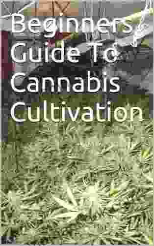 Beginners Guide To Cultivating Cannabis: Tips Tricks From An Experienced Cannabis Grower